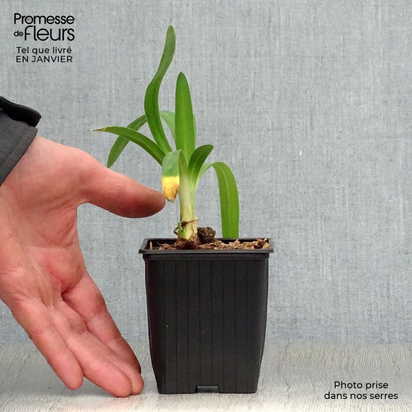 Agapanthus Charlotte Vasetto da 8/9 cm esemplare consegnato in inverno