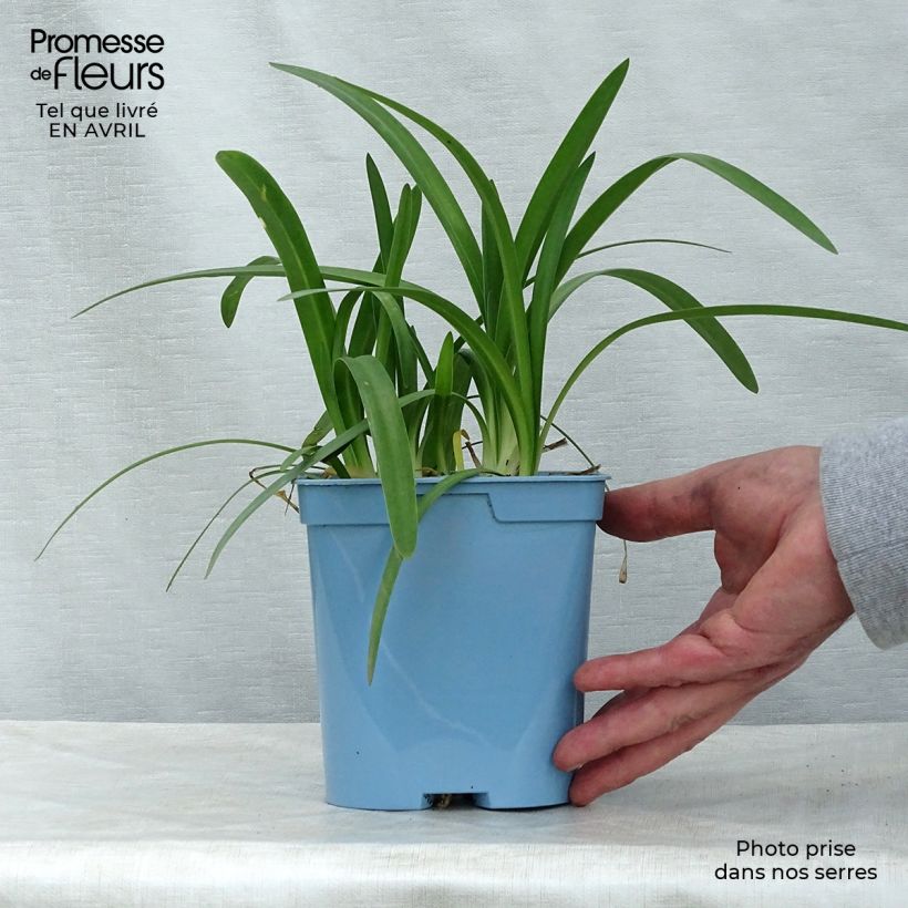 Agapanthus Charlotte Vaso da 2L/3L esemplare consegnato in primavera