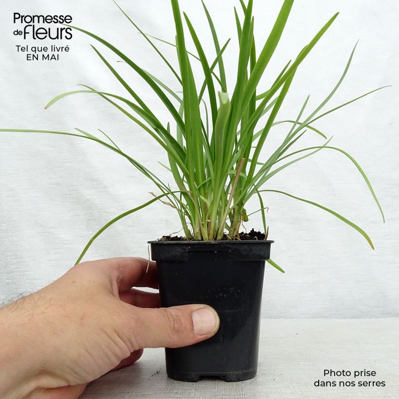 Agapanthus Charlotte Vasetto da 8/9 cm esemplare consegnato in primavera