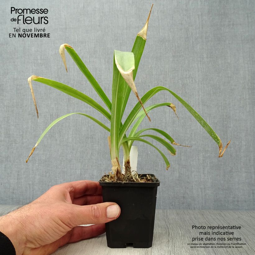 Esemplare di Agapanthus Docteur Brouwer Vasetto da 8/9 cm come consegnato in autunno