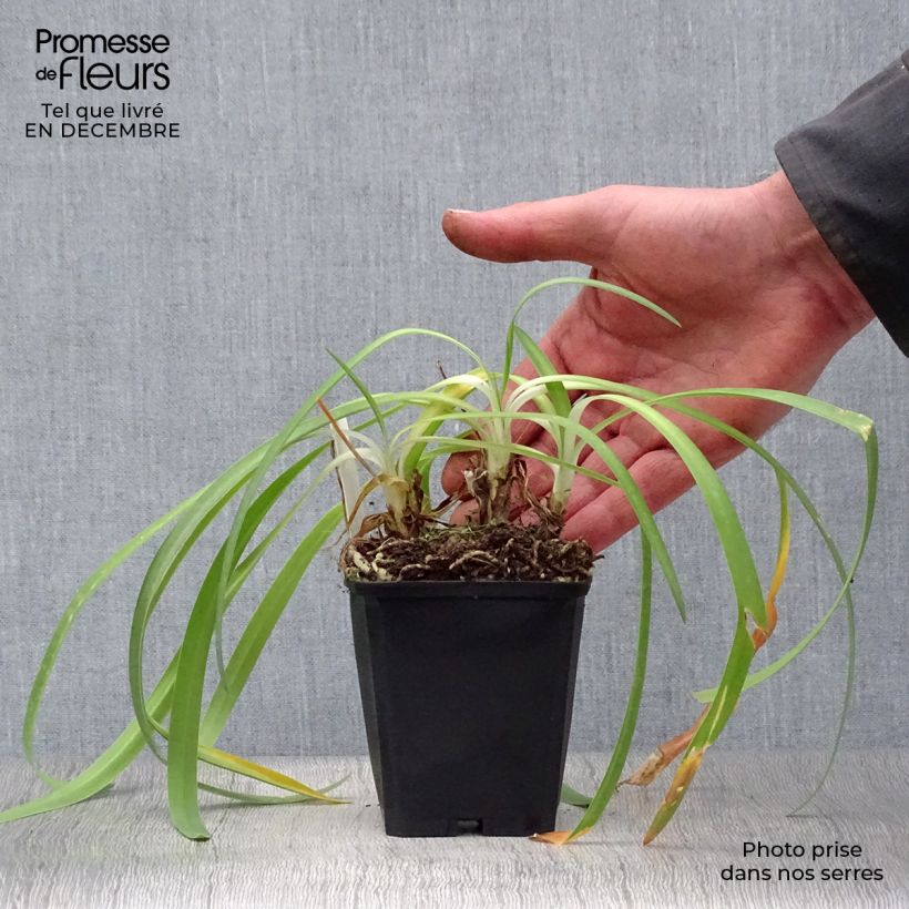 Agapanthus Docteur Brouwer Vasetto da 8/9 cm esemplare consegnato in inverno