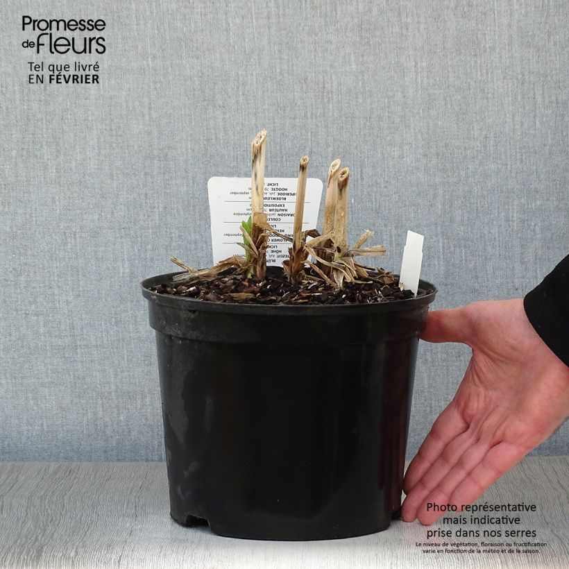 Agapanthus Docteur Brouwer Vaso da 4L/5L esemplare consegnato in inverno