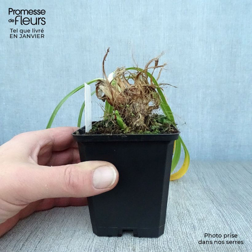 Agapanthus Donau Vasetto da 8/9 cm esemplare consegnato in inverno