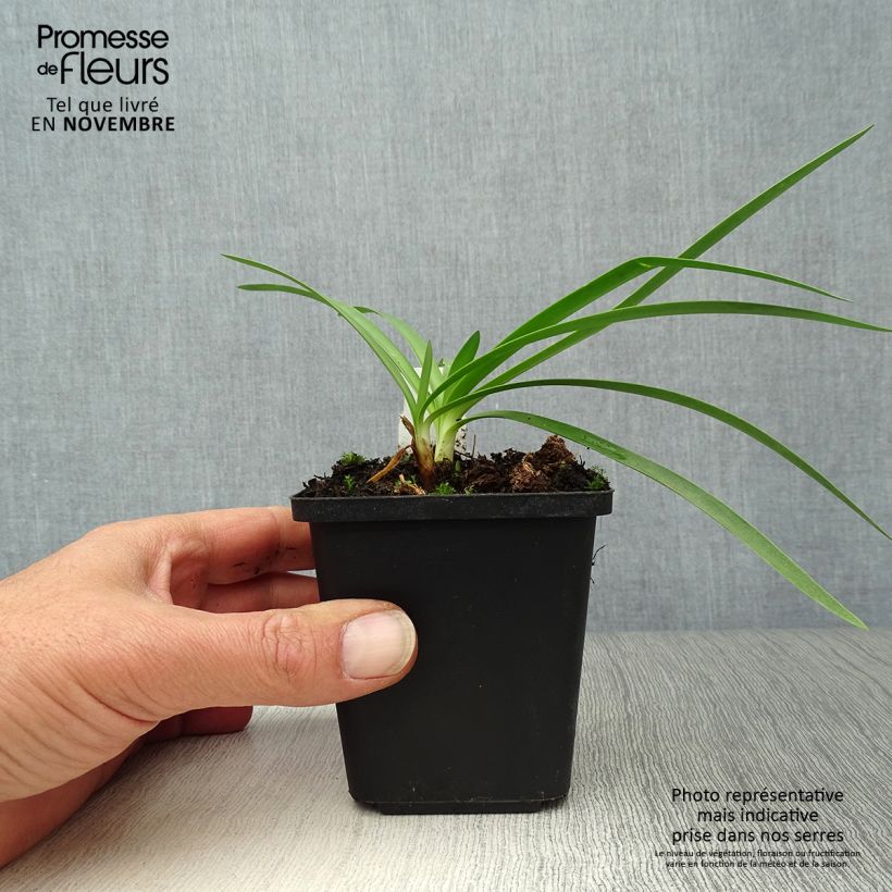 Esemplare di Agapanthus Double Diamond Vasetto da 8/9 cm come consegnato in autunno