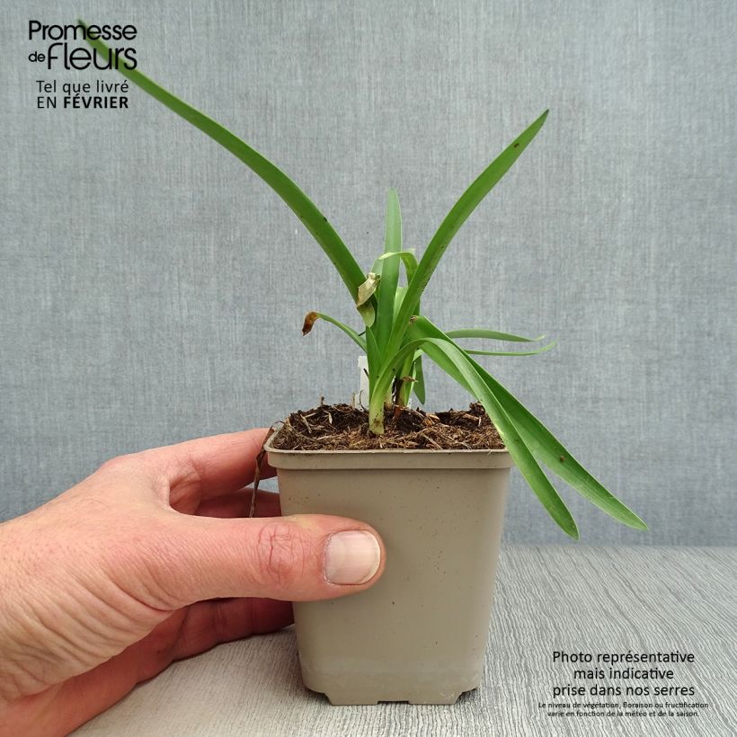 Agapanthus Double Diamond Vasetto da 8/9 cm esemplare consegnato in inverno