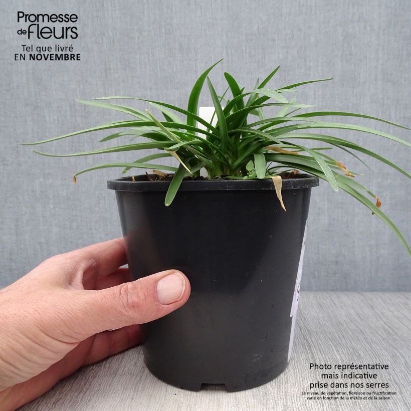 Esemplare di Agapanthus Double Diamond Vaso da 2L/3L come consegnato in autunno