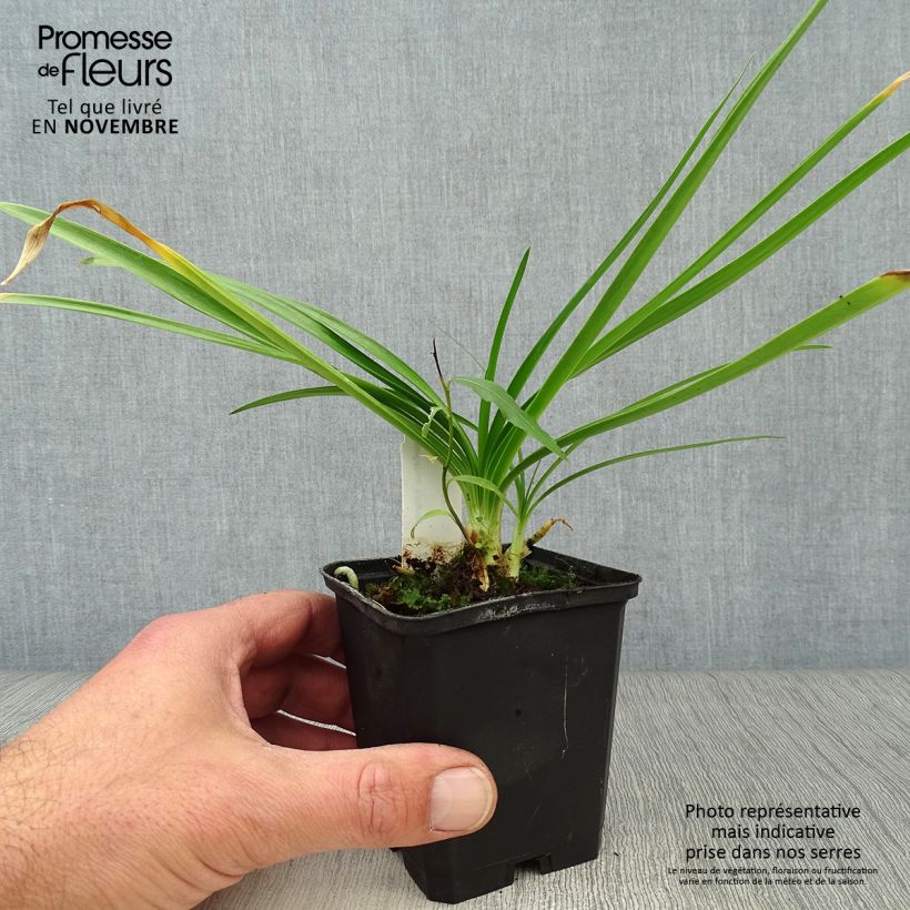 Esemplare di Agapanthus Enigma Vasetto da 8/9 cm come consegnato in autunno