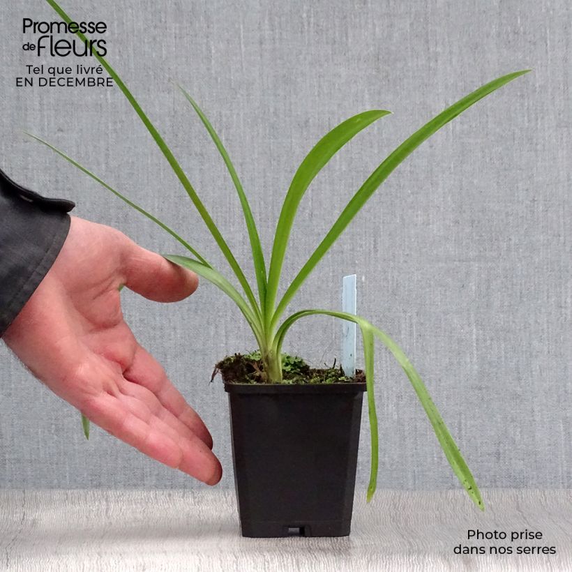 Agapanthus Enigma Vasetto da 8/9 cm esemplare consegnato in inverno