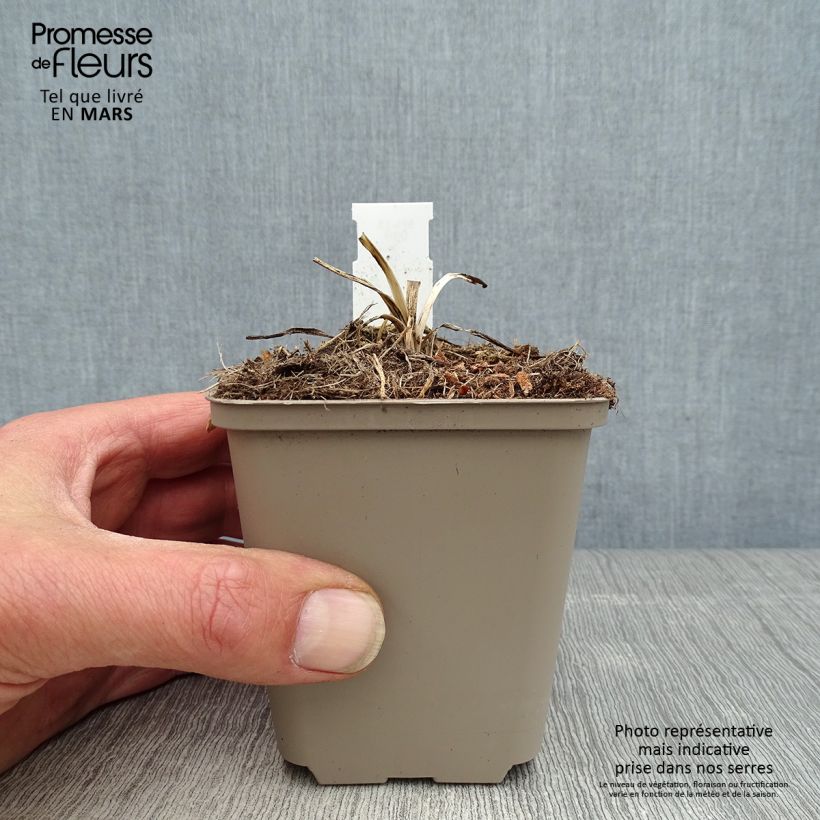 Agapanthus Flower of Love Vasetto da 8/9 cm esemplare consegnato in primavera