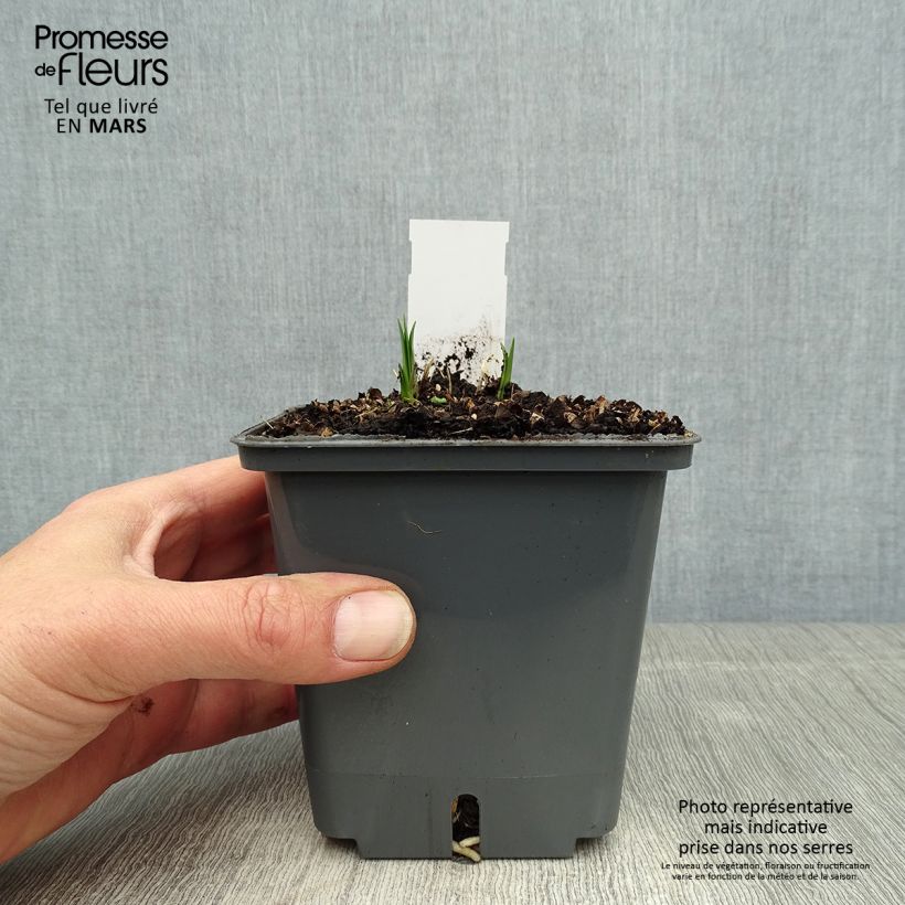 Agapanthus Flower of Love Vaso da 1L/1,5L esemplare consegnato in primavera