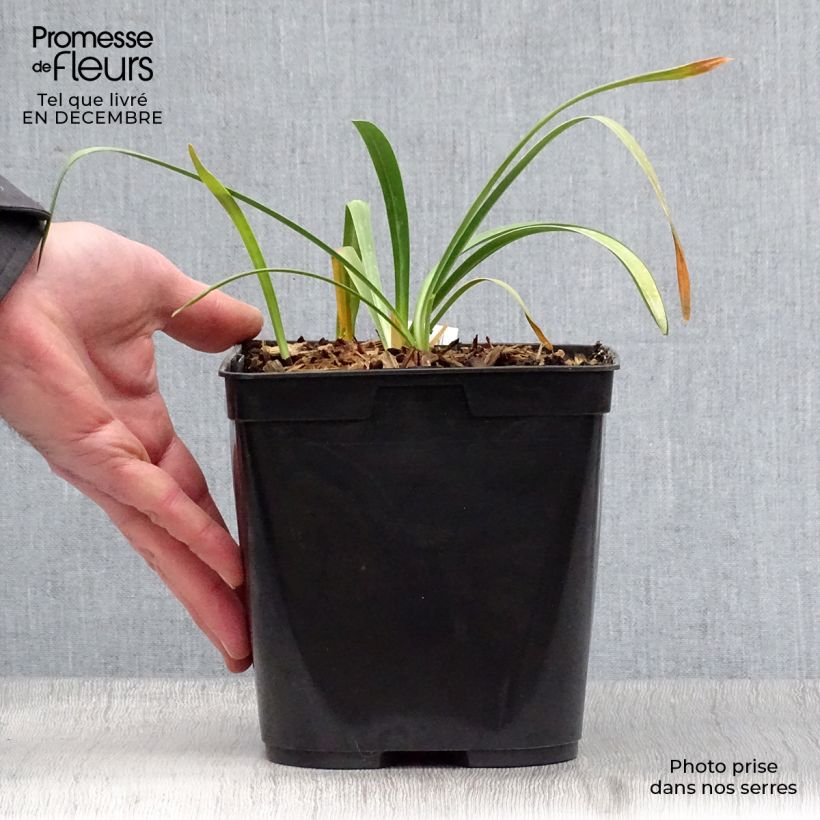 Agapanthus Flower of Love Vaso da 3L/4L esemplare consegnato in inverno