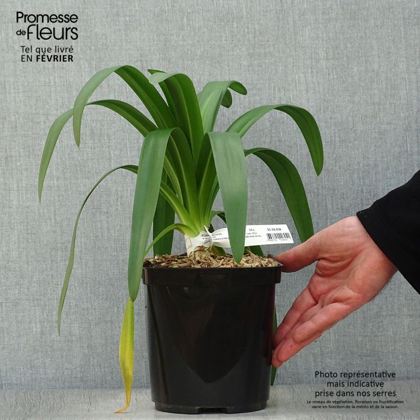 Agapanthus Full Moon Vaso da 2L/3L esemplare consegnato in inverno