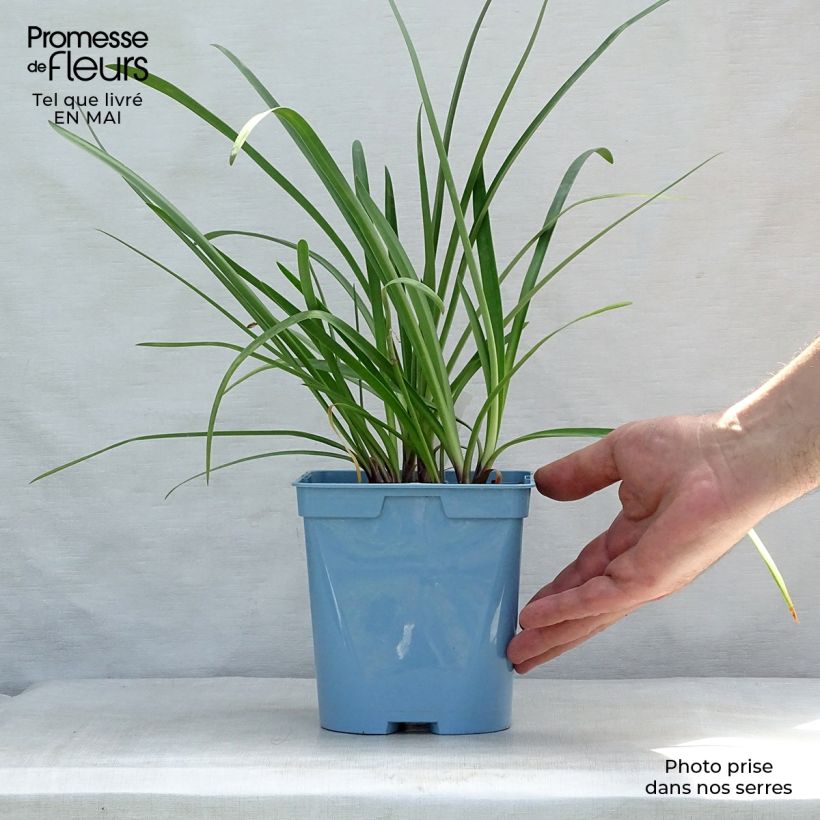 Agapanthus Glacier Stream Vaso da 2L/3L esemplare consegnato in primavera