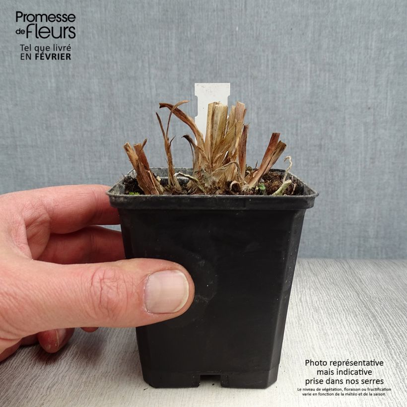 Agapanthus Glacier Stream Vasetto da 8/9 cm esemplare consegnato in inverno