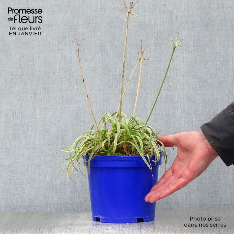 Agapanthus Golden Drop Vaso da 2L/3L esemplare consegnato in inverno