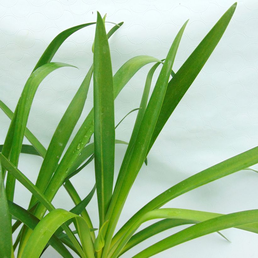 Agapanthus Graphite Blue (Fogliame)