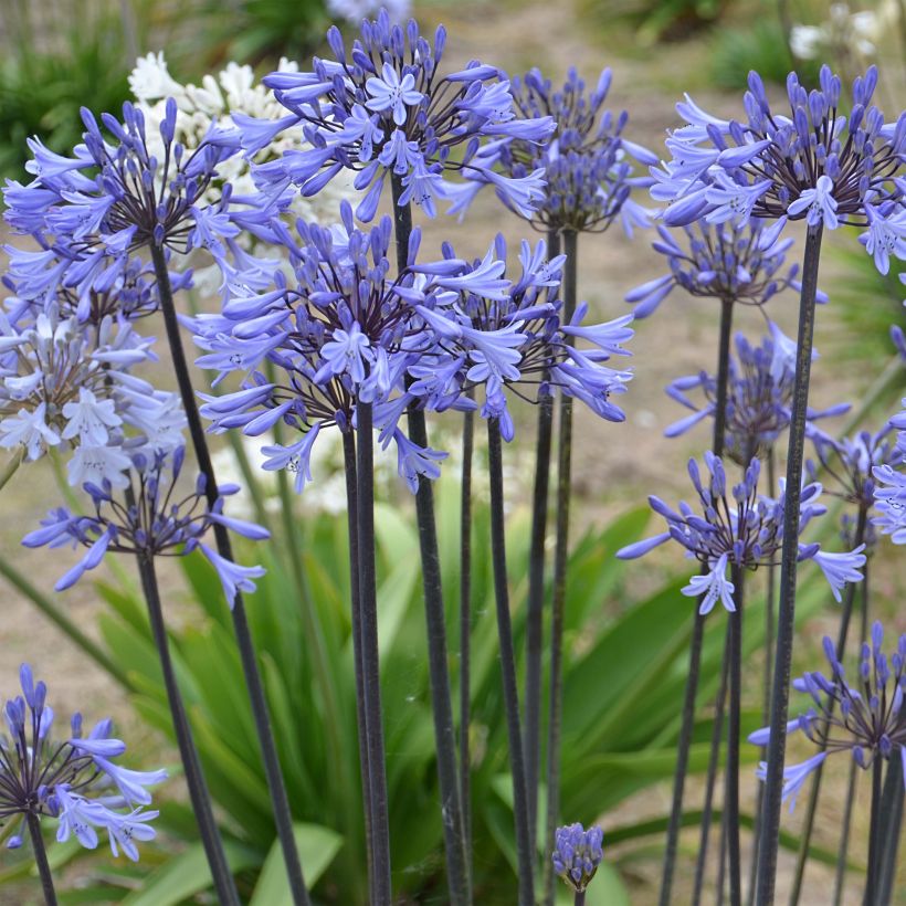Agapanthus Graphite Blue (Porto)