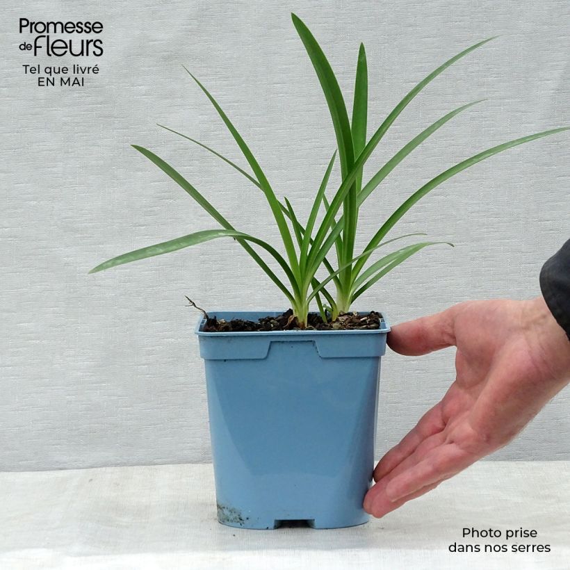 Agapanthus Graphite Blue Vaso da 2L/3L esemplare consegnato in primavera