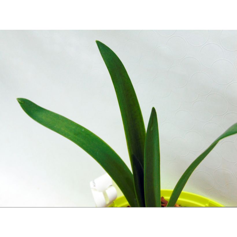 Agapanthus Graphite White (Fogliame)