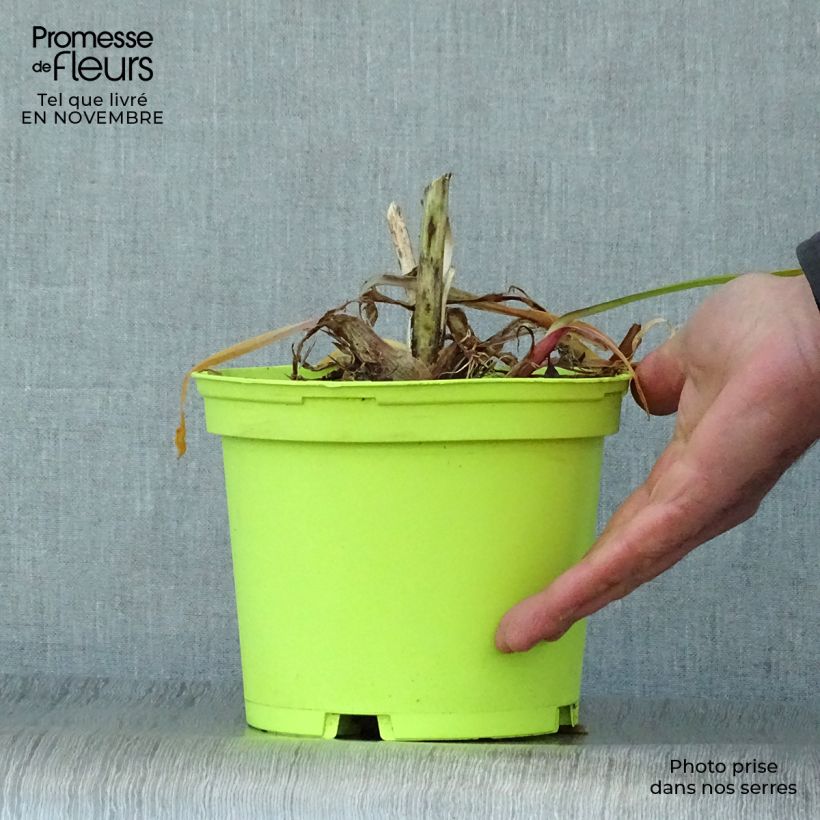 Esemplare di Agapanthus Graphite White Vaso da 2L/3L come consegnato in autunno