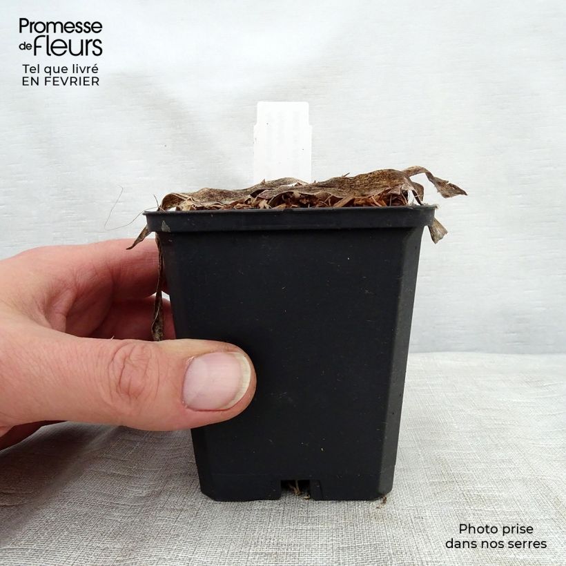 Agapanthus Headbourne Blue Vasetto da 8/9 cm esemplare consegnato in inverno