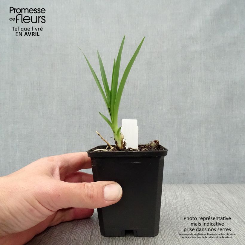 Agapanthus Headbourne Blue Vasetto da 8/9 cm esemplare consegnato in primavera