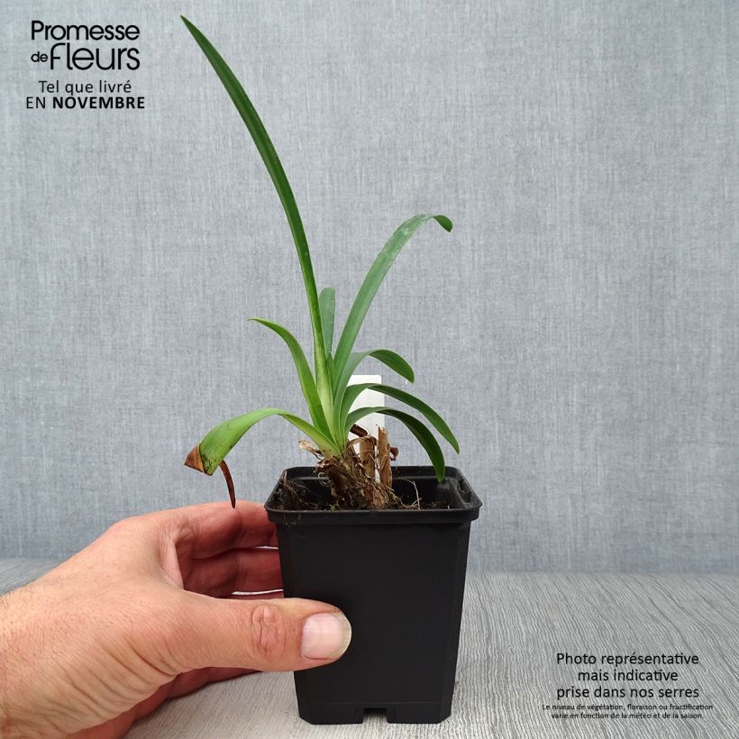 Esemplare di Agapanthus Headbourne Blue Vasetto da 8/9 cm come consegnato in autunno