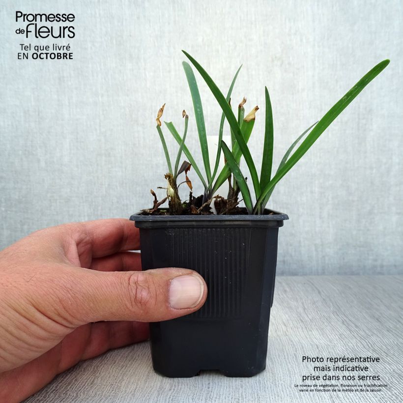 Esemplare di Agapanthus inapertus Intermedius Vasetto da 8/9 cm come consegnato in autunno