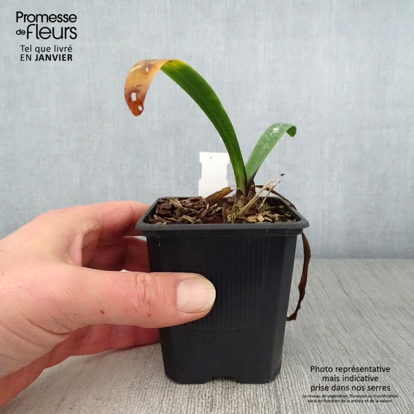 Agapanthus inapertus Intermedius Vasetto da 8/9 cm esemplare consegnato in inverno