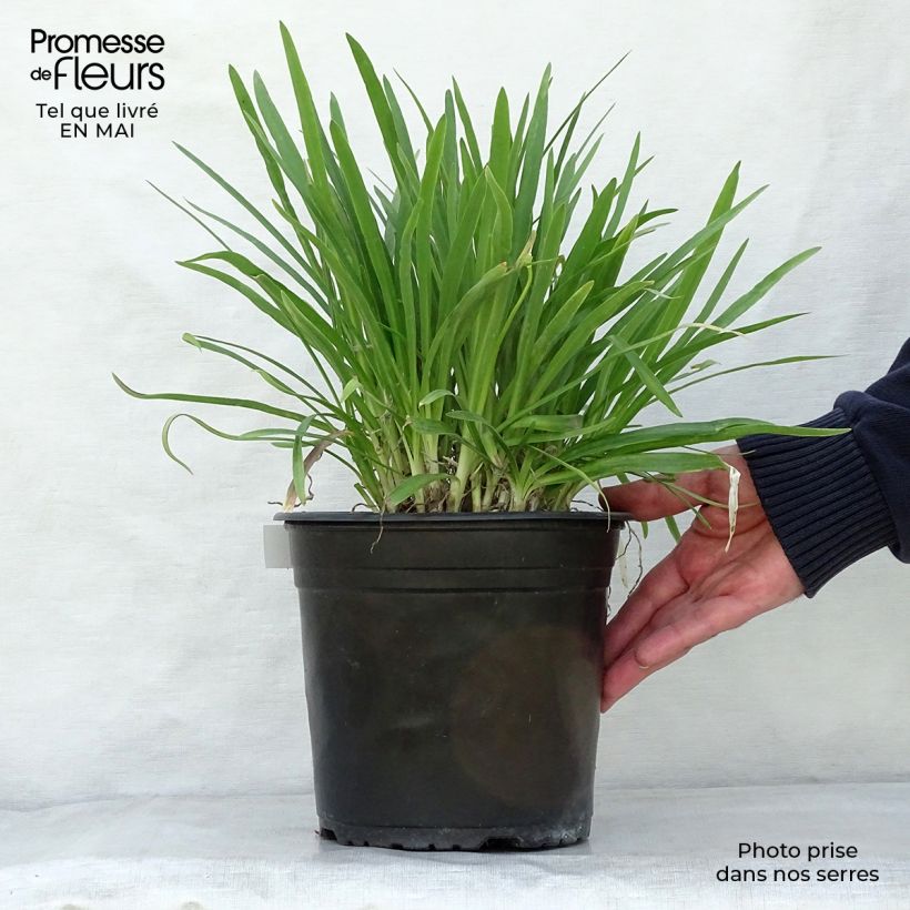 Agapanthus Lapis Lazuli Vaso da 2L/3L esemplare consegnato in primavera