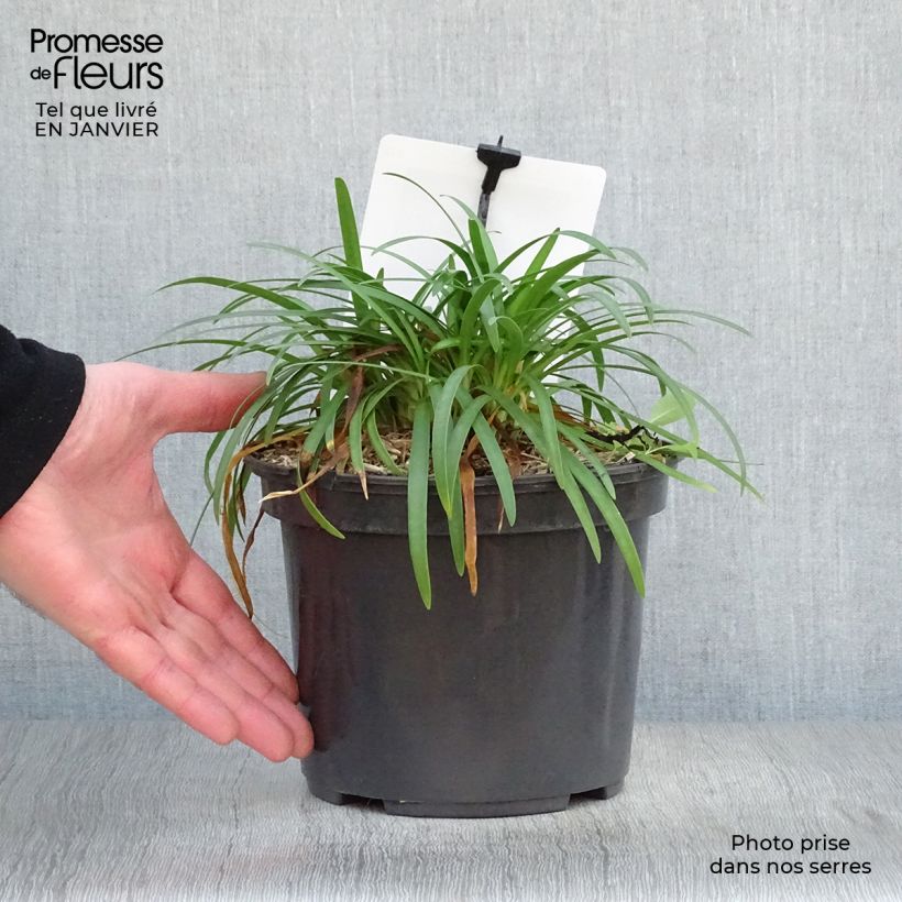 Agapanthus Lapis Lazuli Vaso da 2L/3L esemplare consegnato in inverno