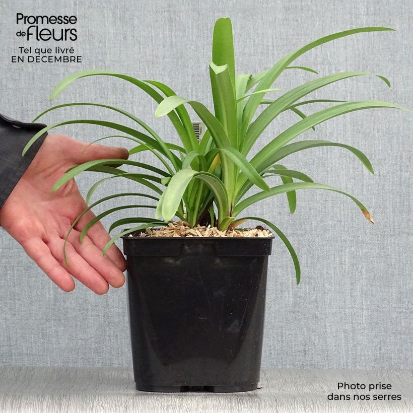 Agapanthus Megan's Mauve Vaso da 2L/3L esemplare consegnato in inverno