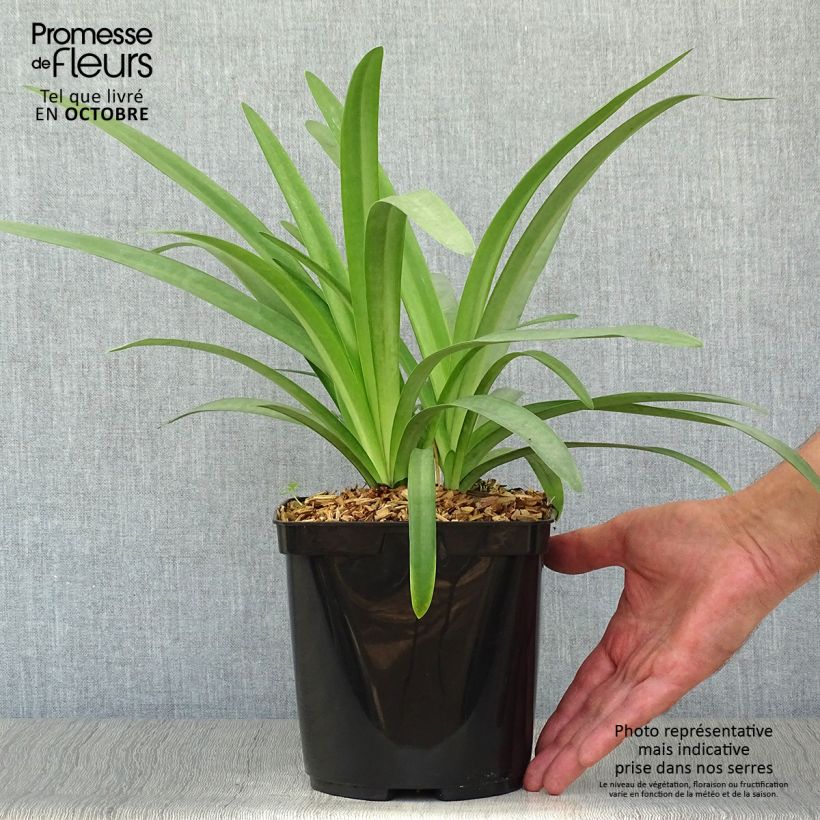Esemplare di Agapanthus Megan's Mauve Vaso da 2L/3L come consegnato in autunno