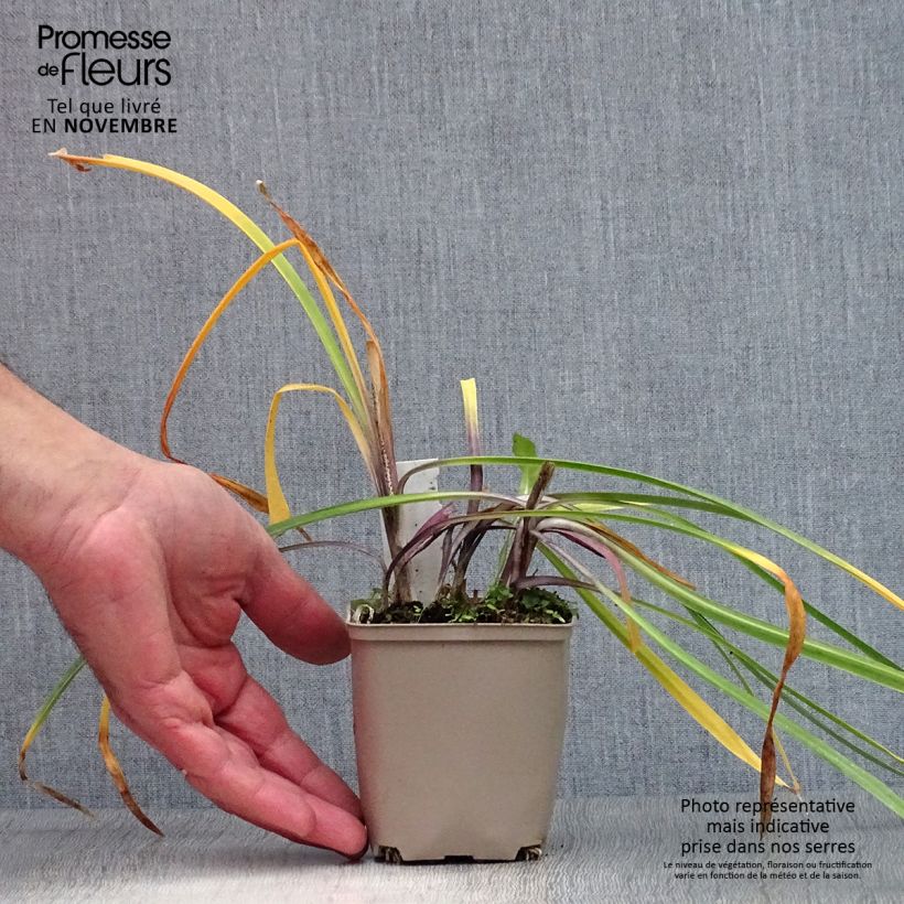 Esemplare di Agapanthus Navy Blue Vasetto da 8/9 cm come consegnato in autunno