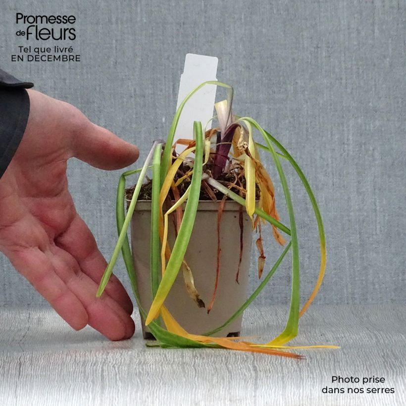 Agapanthus Navy Blue Vasetto da 8/9 cm esemplare consegnato in inverno