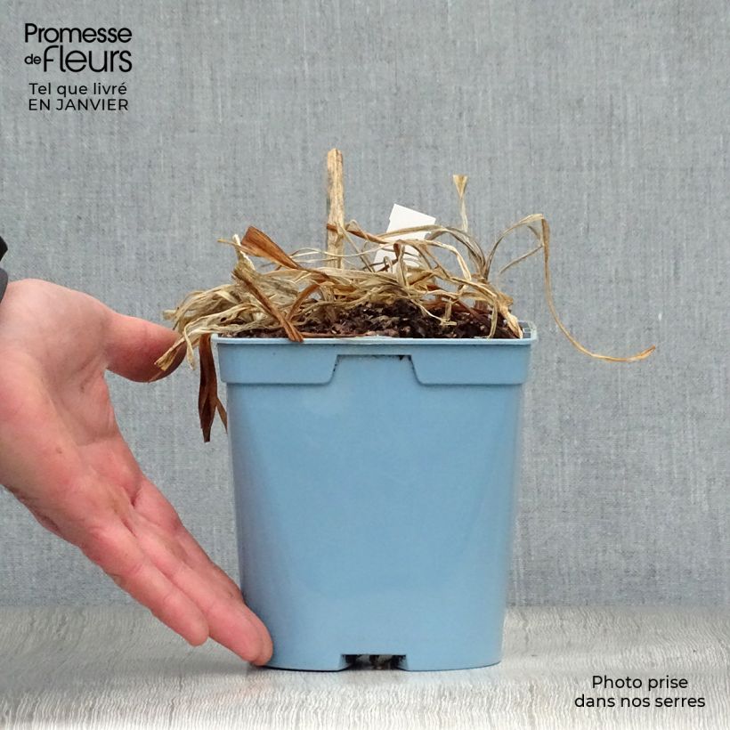 Agapanthus Navy Blue Vaso da 2L/3L esemplare consegnato in inverno