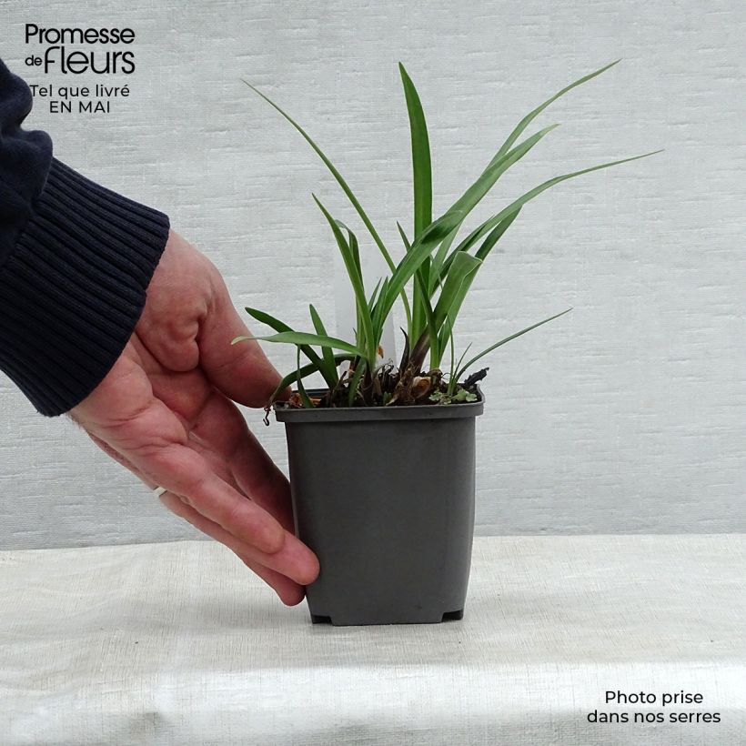 Agapanthus Navy Blue Vasetto da 8/9 cm esemplare consegnato in primavera