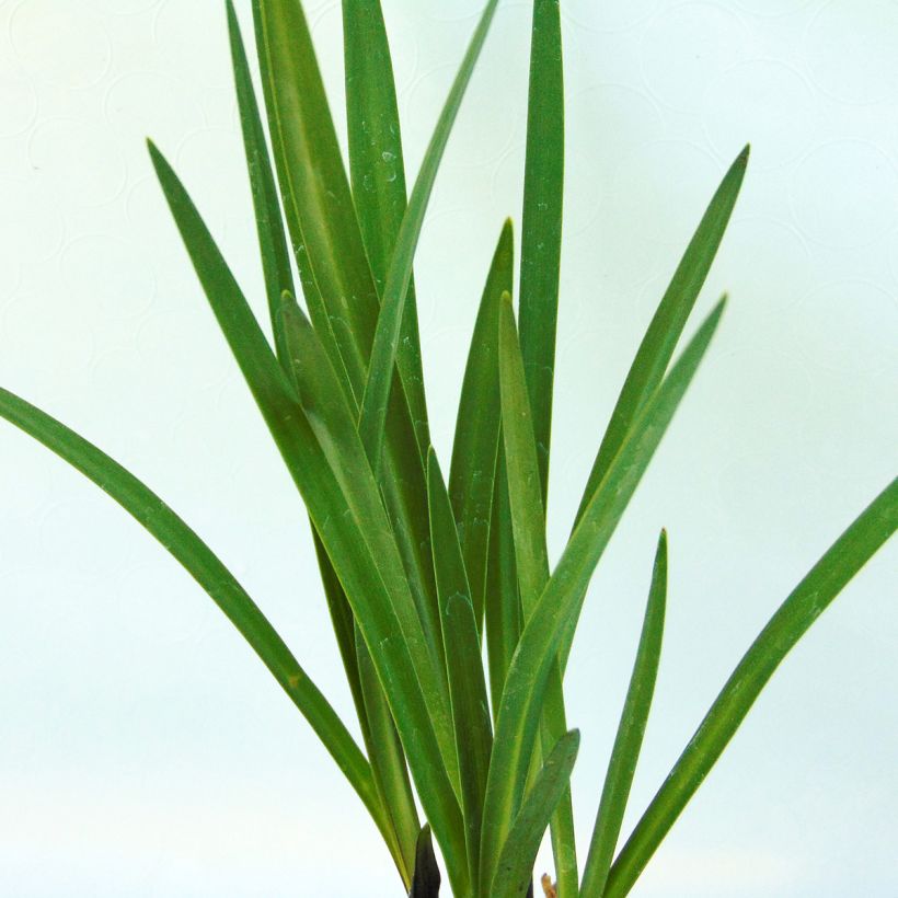 Agapanthus Northern Star (Fogliame)