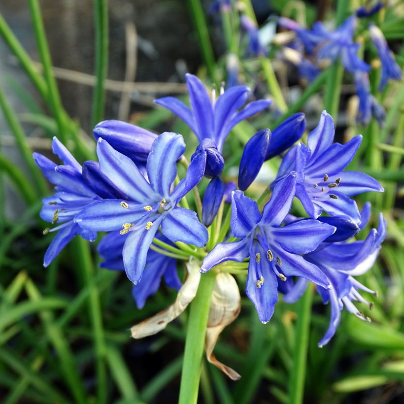 Agapanthus Northern Star (Fioritura)