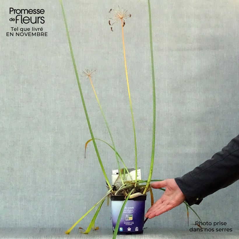 Esemplare di Agapanthus Northern Star Vasetto da 8/9 cm come consegnato in autunno