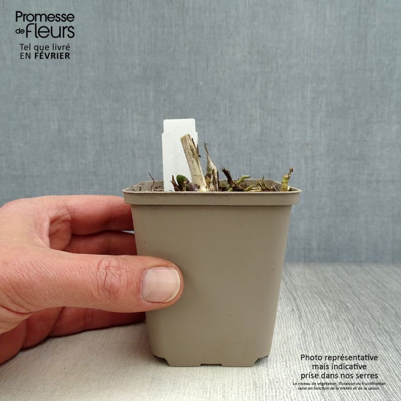 Agapanthus Northern Star Vasetto da 8/9 cm esemplare consegnato in inverno