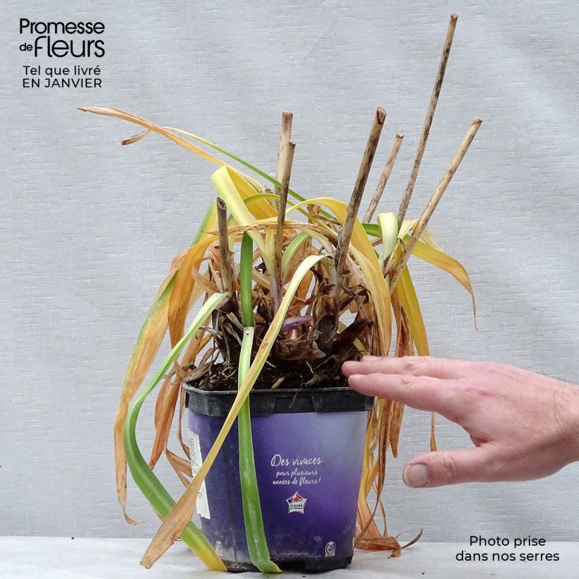 Agapanthus Northern Star Vaso da 2L/3L esemplare consegnato in inverno