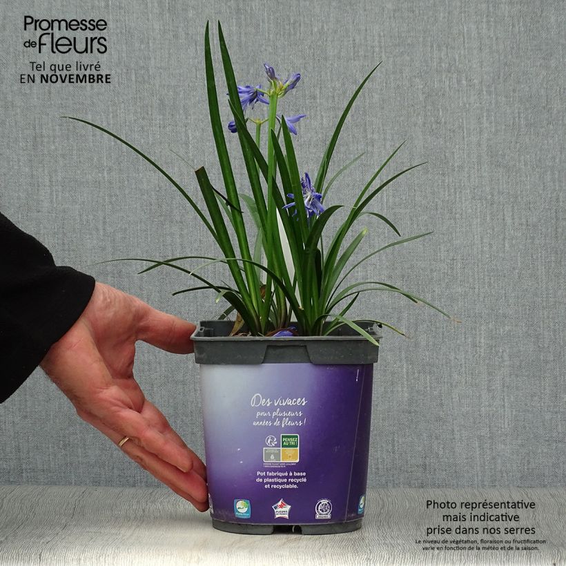 Esemplare di Agapanthus Northern Star Vaso da 2L/3L come consegnato in autunno