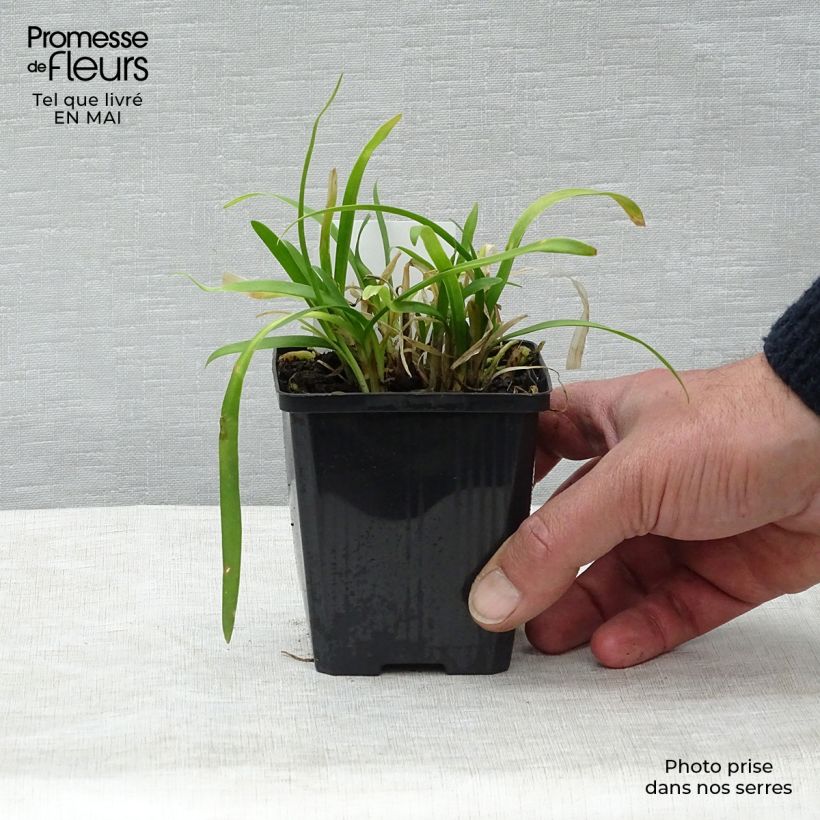 Agapanthus Peter Pan Vasetto da 8/9 cm esemplare consegnato in primavera