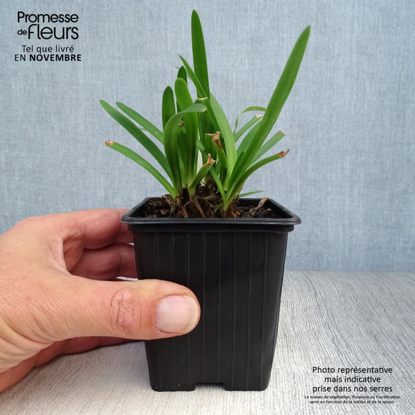 Esemplare di Agapanthus Peter Pan Vasetto da 8/9 cm come consegnato in autunno