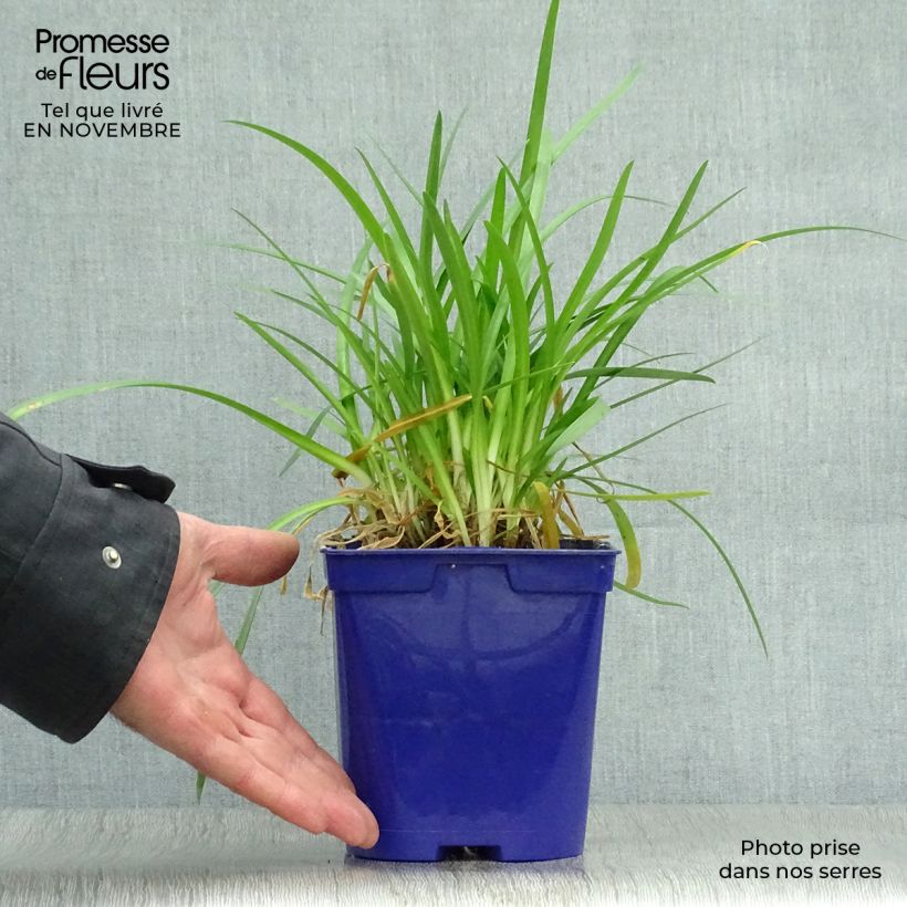 Esemplare di Agapanthus Pitchoune Blue Vaso da 2L/3L come consegnato in autunno