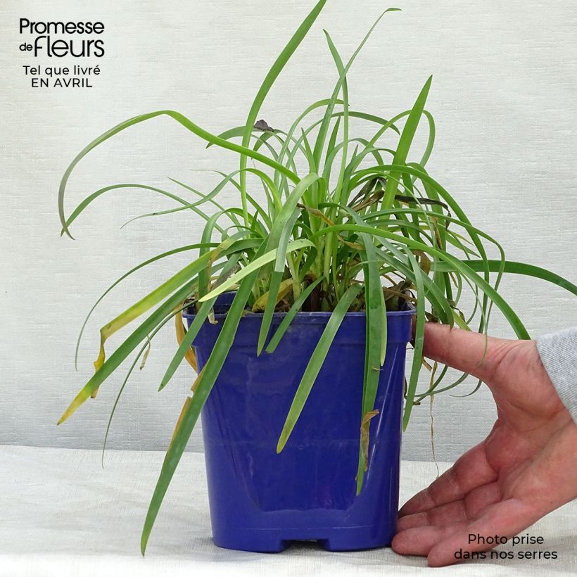 Agapanthus Pitchoune Blue Vaso da 2L/3L esemplare consegnato in primavera