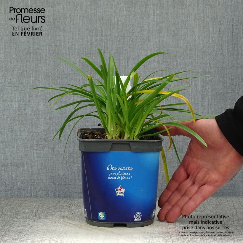 Agapanthus Pitchoune Blue Vaso da 2L/3L esemplare consegnato in inverno