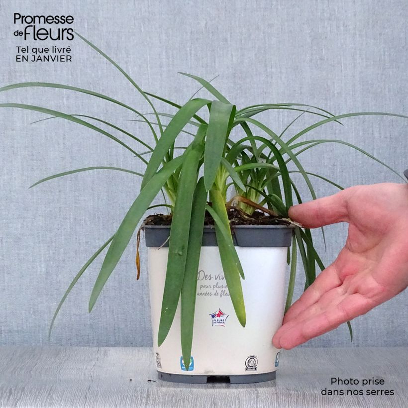 Agapanthus Pitchoune White Vaso da 2L/3L esemplare consegnato in inverno