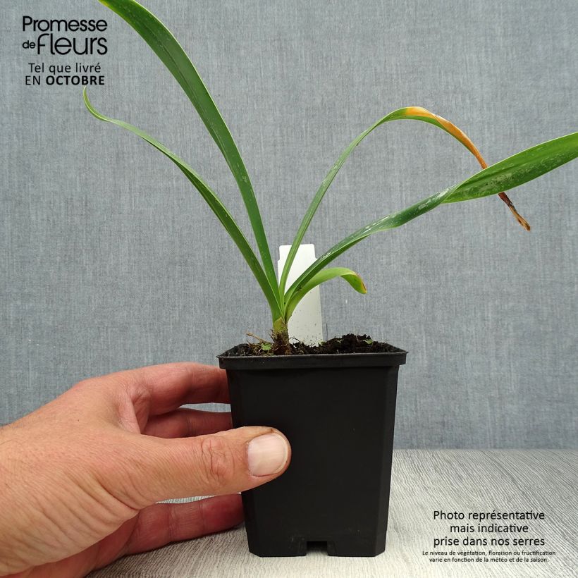Esemplare di Agapanthus Polar Ice Vasetto da 8/9 cm come consegnato in autunno